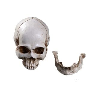 Alternative view of Resin skull ornament