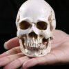 Resin skull ornament