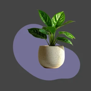 MODERN POTS